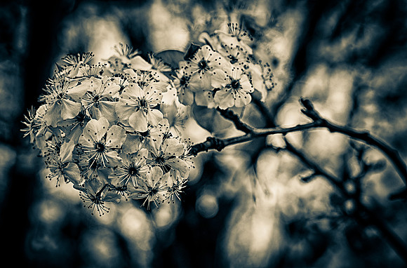 Art - HDR Flower BW
